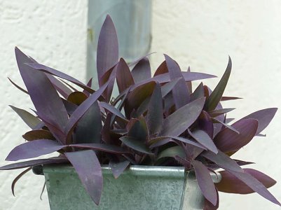 super Kontrastpflanze! (Foto: )