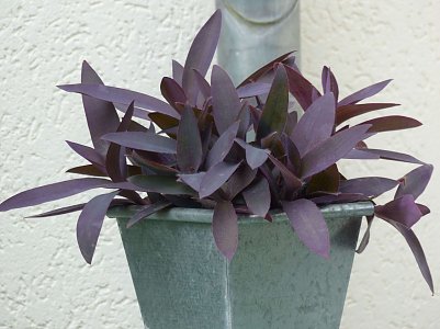 kr&auml;ftig violett! (Foto: )