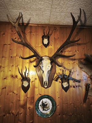 Hirschgeweih  (Foto: )