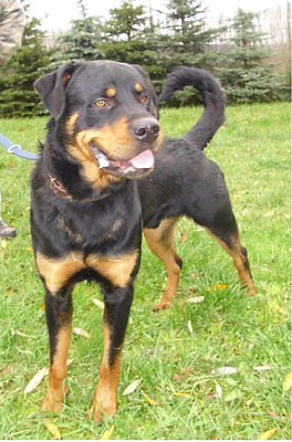 Leo (Foto: C. Knust)