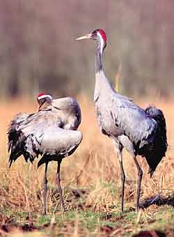 Kranich (Foto: Karnstedt)