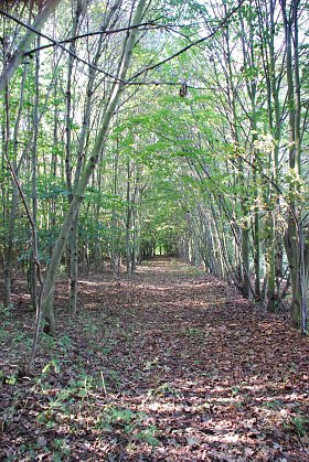 Bild: Der Fr&uuml;hling kehrt zur&uuml;ck. Und damit die Lust auf Fr&uuml;hjahrsputz auch im Wald. Damit es niemandem zu viel wird und das Aufr&auml;umen Spa&szlig; macht, l&auml;dt Pro Baum Hettstedt zur gemeinsamen Aktion am kommenden Sonnabend ein.