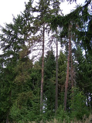 Bild: Borkenk&auml;fer