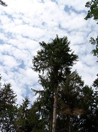 Bild: Borkenk&auml;fer