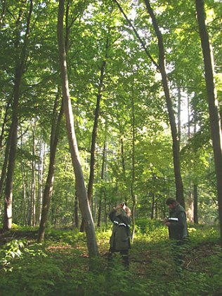 Bild: Waldzustandserhebung