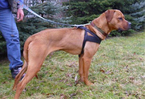 Ozzy (Foto: C. Knust)