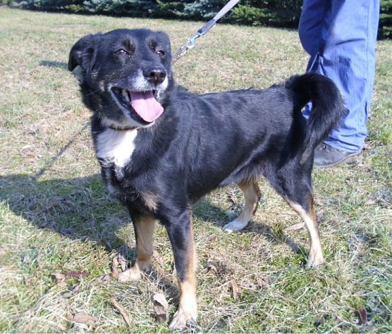 Leika (Foto: C. Knust)