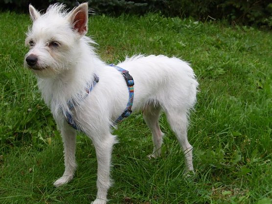 Rocky (Foto: C. Knust)