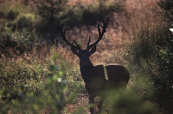 rothirsch (Foto: harz)