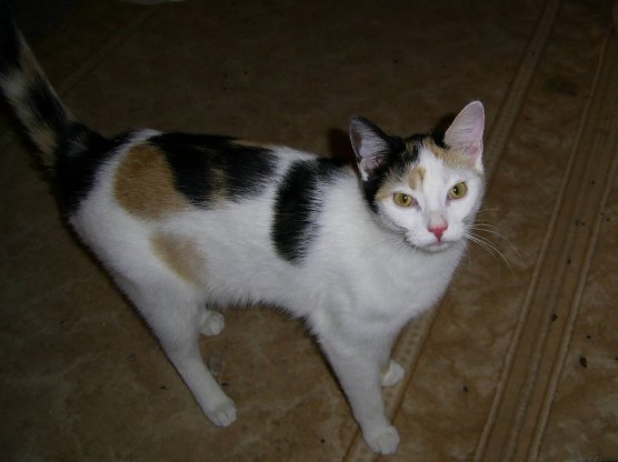 Isabella (Foto: privat)