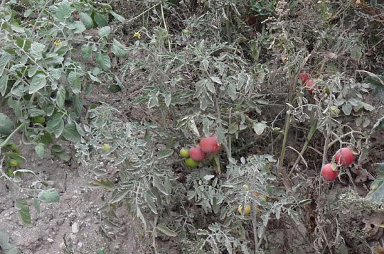 Haldenbefahrung der Kalihalde Sondershausen (Foto: Karl-Heinz Herrmann)