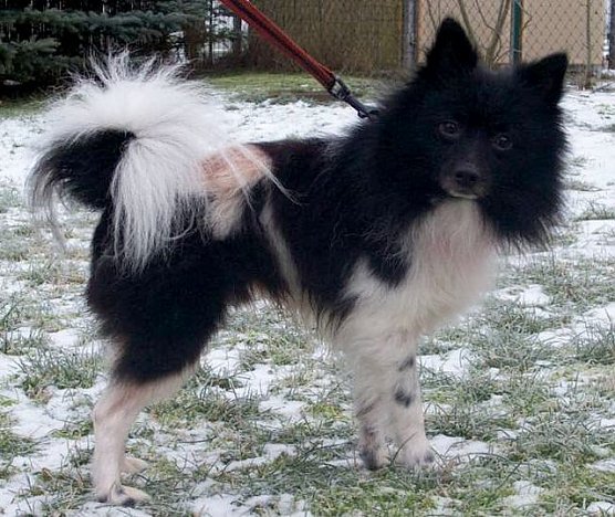 Flocke (Foto: Knust)