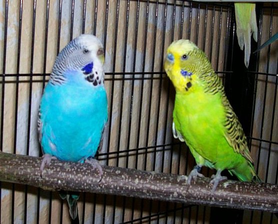 Tier der Woche (Foto: Knust)