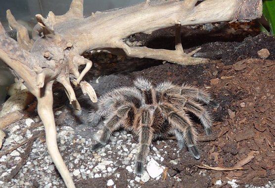 Welt der Spinnen (Foto: Karl-Heinz Herrmann)