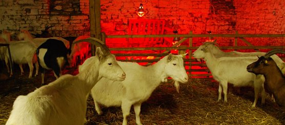 Blick in einen Ziegenstall in Pfeiffhausen. Im Hintergrund Rotlicht, unter dem sich die L&auml;mmer (etwa 100 davon leben in Pfeiffhausen) wohl f&uuml;hlen k&ouml;nnen. (Foto: Jochen Miche)