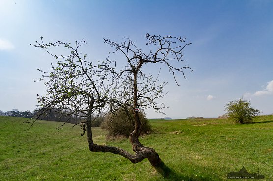 R&uuml;digsdorfer Schweiz (Foto: A. Levi)