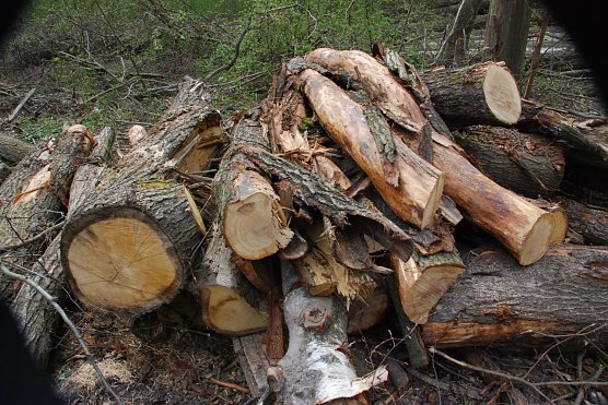 B&auml;ume, die an das Unwetter vom 7. Juli 2015, kurz nach 20 Uhr erinnern, als zehn Minuten Orkan einen Riesenschaden in den Orten und W&auml;ldern der Region angerichtet hatte. (Foto: Jochen Miche)