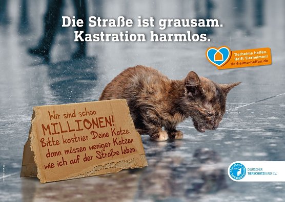 Der Deutsche Tierschutzbund macht mit einer neuen Kampagne auf das Leid der Stra&szlig;enkatzen in Deutschland aufmerksam. (Foto: Deutscher Tierschutzbund)