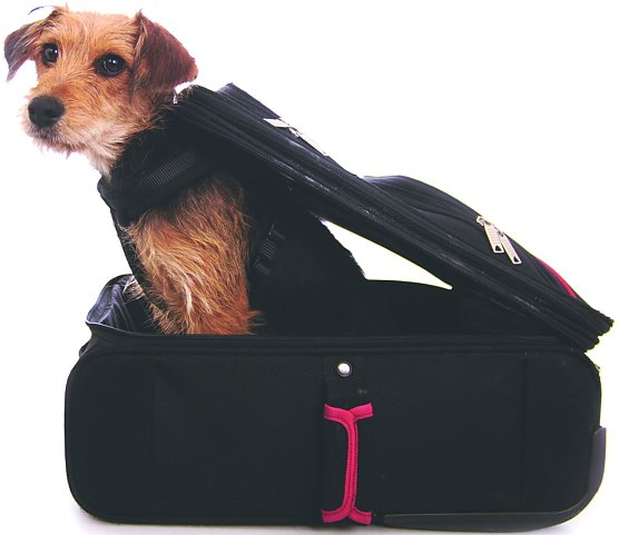 Auf den Hund gekommen (Foto: Travanto)