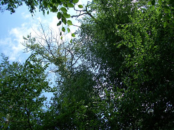 Totholz an der B4 (Foto: Forstamt Oldisleben)