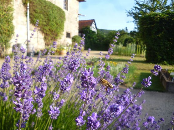 Bienen am Lavendel im Kloster Michaelisstein (Foto: Andre Koppelin)