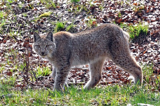 Luchs im Harz (Foto: Biosphärenreservat) Luchs im Harz (Foto: Biosphärenreservat)