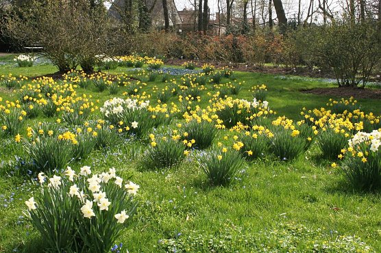 Frühblüher im Rosarium Sangerhausen (Foto: Rosarium) Frühblüher im Rosarium Sangerhausen (Foto: Rosarium)
