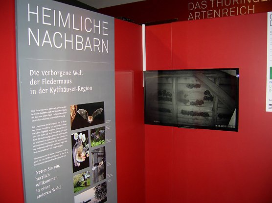 Neues von den Fledermäusen der Kyffhäuserregion (Foto: Regionalmuseum Bad Frankenhausen) Neues von den Fledermäusen der Kyffhäuserregion (Foto: Regionalmuseum Bad Frankenhausen)