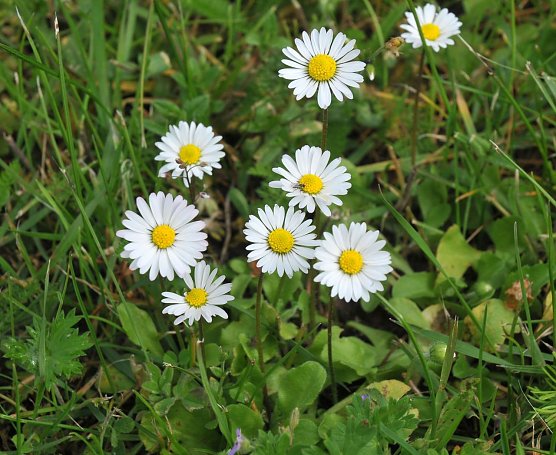 Kräutersuche (Foto: Biosphärenreservat) Kräutersuche (Foto: Biosphärenreservat)
