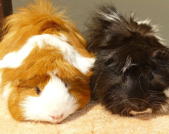 Zwei Schweine (Foto: nnz)