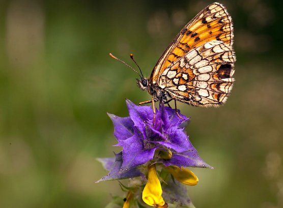 Ralf Donat, Heinz Sielmann Stiftung (Foto: Ralf Donat, Heinz Sielmann Stiftung)