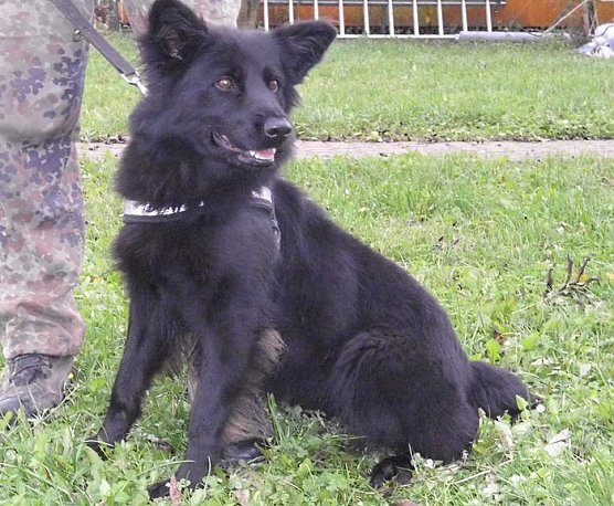 Wendy (Foto: Tierheim Nordhausen)