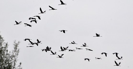 Kranichflug (Foto: hno)