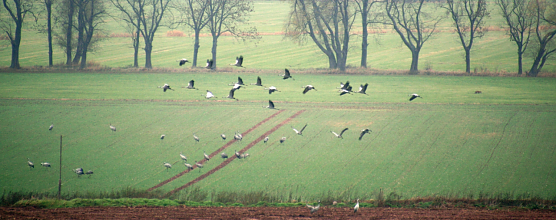 Kraniche im Feld (Foto: Martin Taeger)