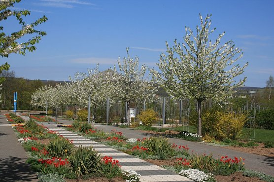 Frühlingserwachen im Rosarium (Foto: Rosenstadt Sangerhausen GmbH) Frühlingserwachen im Rosarium (Foto: Rosenstadt Sangerhausen GmbH)