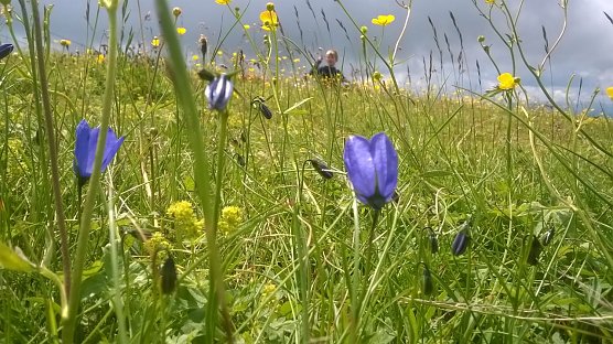 Brennnessel- und Kr&auml;uterwochen (Foto: Regionalmanagement Hohe Schrecke � Alter Wald mit Zukunft e. V.)