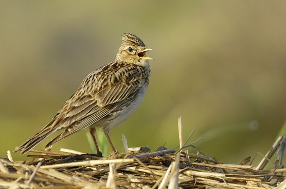 Der Bodenbr&uuml;ter Feldlerche ist auch durch freilaufende Hunde gef&auml;hrdet (Foto: Manfred Delpho)