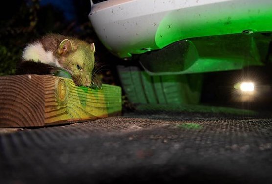 Marder machen Jagd auf Kabel und Schl&auml;uche (Foto: HUK-COBURG)