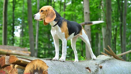 Beagle (Foto: A. Knoll/Th&uuml;ringenForst)