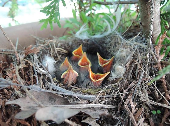 Nest mit Jungv&ouml;geln (Foto: Deutscher Tierschutzbund e.V.)