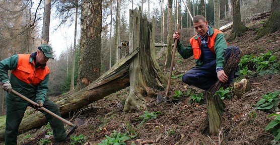 Buchenpflanzungen (Foto: J. Schenk)