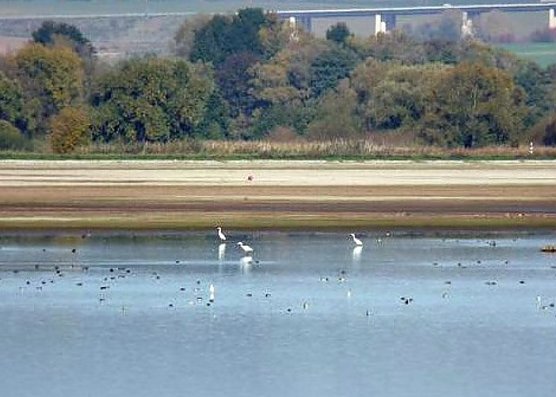 Talsperre Kelbra soll jetzt Fischfrei werden (Foto: Archivfoto kn)