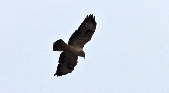 Rotmilan (Foto: peter Blei) Rotmilan (Foto: peter Blei)