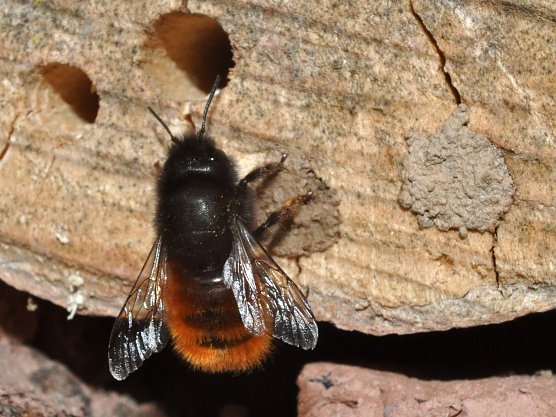 Gehörnte Mauerbiene (Foto: Hannes Petrischak) Gehörnte Mauerbiene (Foto: Hannes Petrischak)