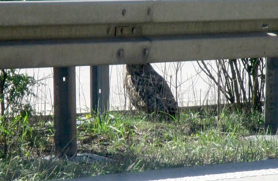 Uhu  (Foto: API Th&uuml;ringen)