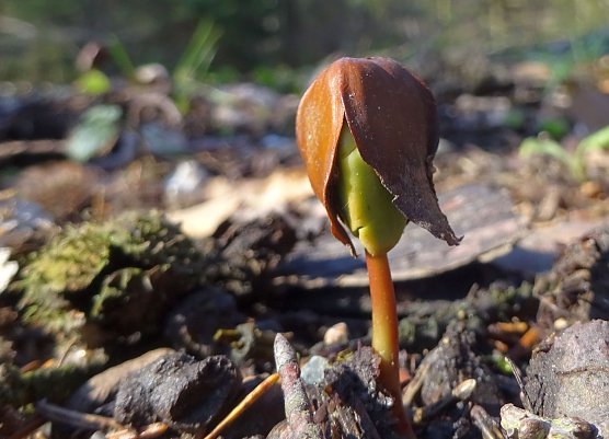 Buchenkeimling (Foto: Sabine Bauling) Buchenkeimling (Foto: Sabine Bauling)