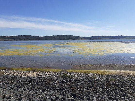 Algen an der Talsperre Kelbra (Foto: Frank Gabriel) Algen an der Talsperre Kelbra (Foto: Frank Gabriel)