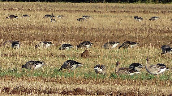 Wildg&auml;nse am Stausee Kelbra (Foto: U.Reinboth)