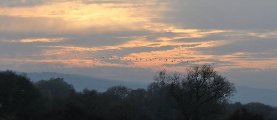Kranichzug am Stausee Kelbra (Foto: Biosph&auml;renreservat Karstlandschaft S&uuml;dharz)