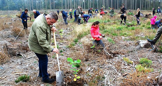MdL Jens Diederichs (Freie W&auml;hler) pflanzte eine Roteiche (im Bild) und eine Schwarznuss - B&auml;ume, die dem k&uuml;nftigen Klima trotzen sollen.  (Foto:  J. Miche)